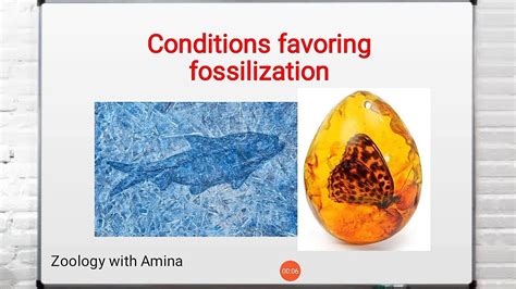 conditions that favor fossil preservation.